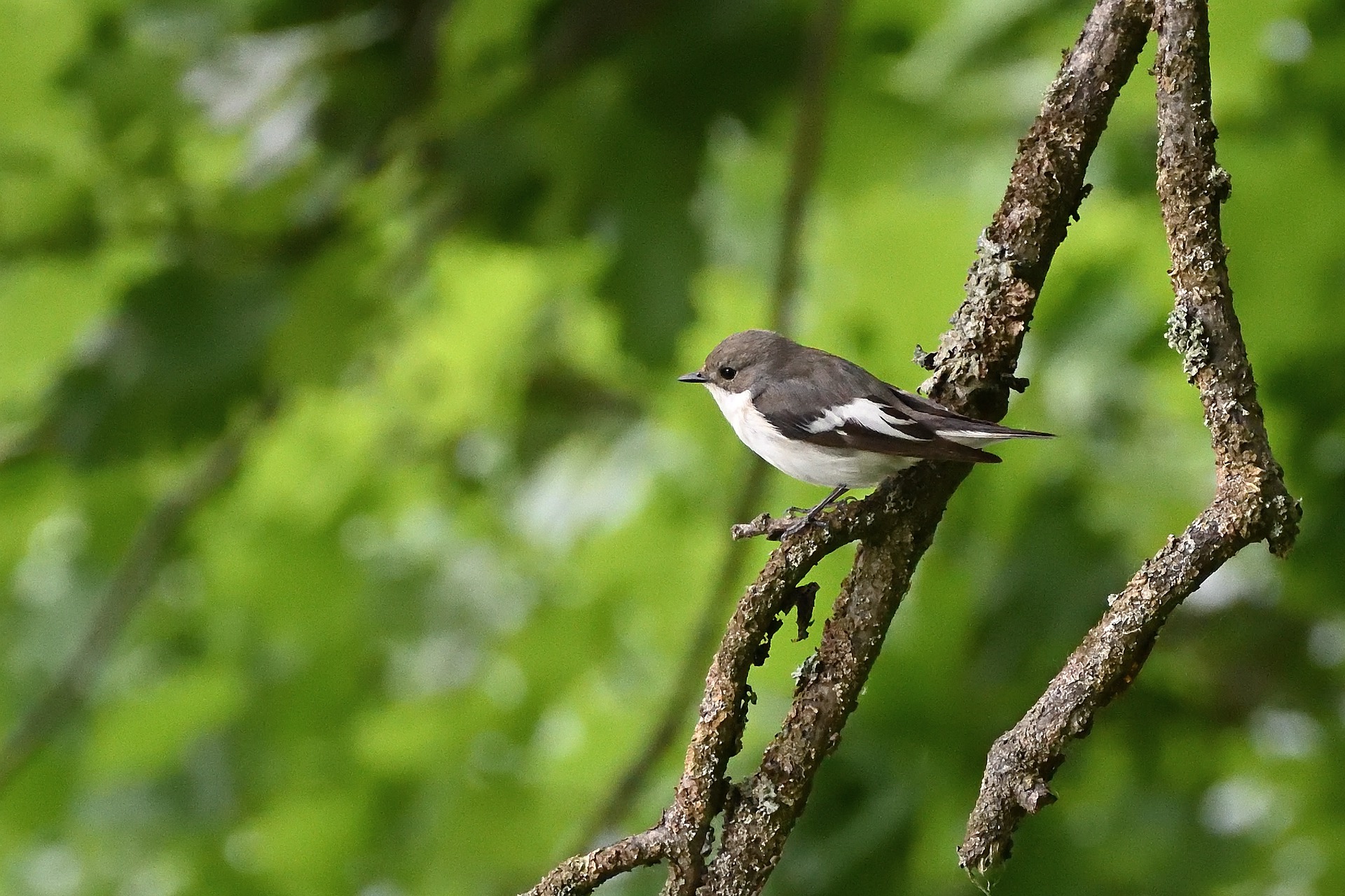 Detoxifierea minții